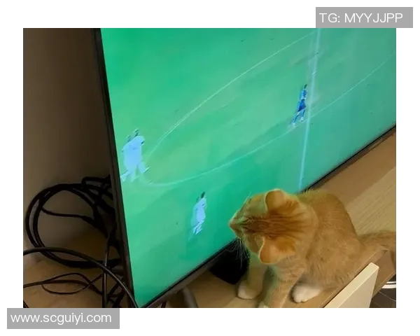 猫店里的足球明星与小猫的奇妙冒险之旅